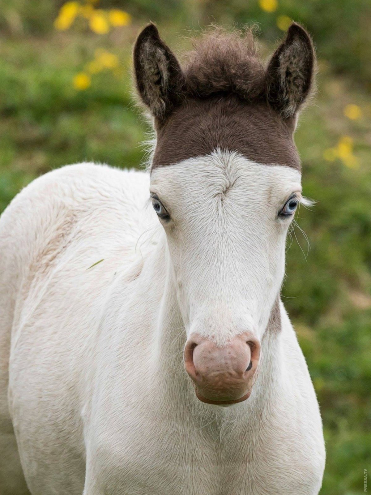 Самые красивые жеребята