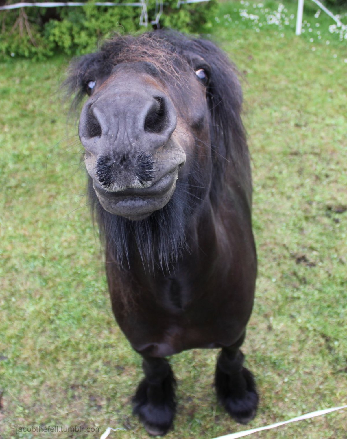 Смешной пони животное