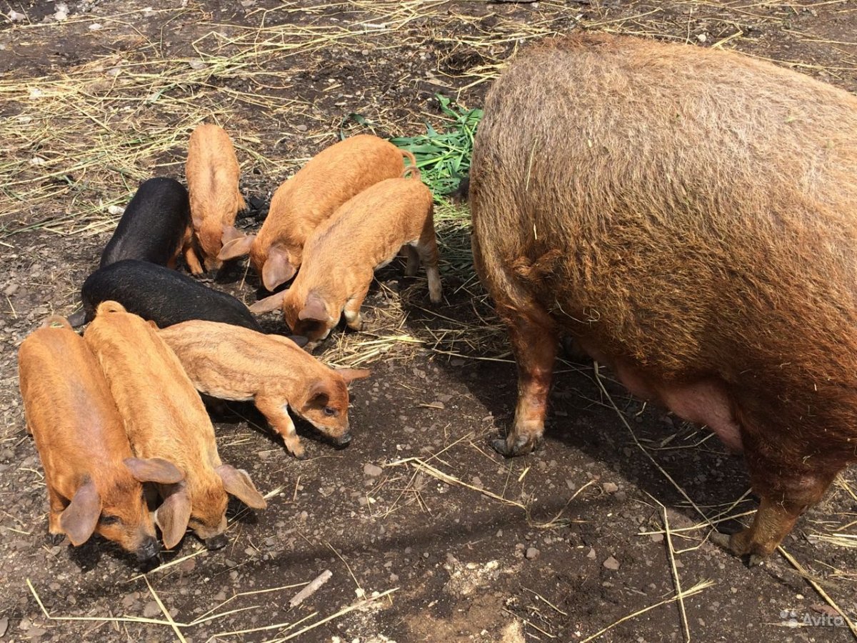 Венгерская длинношерстная свинья