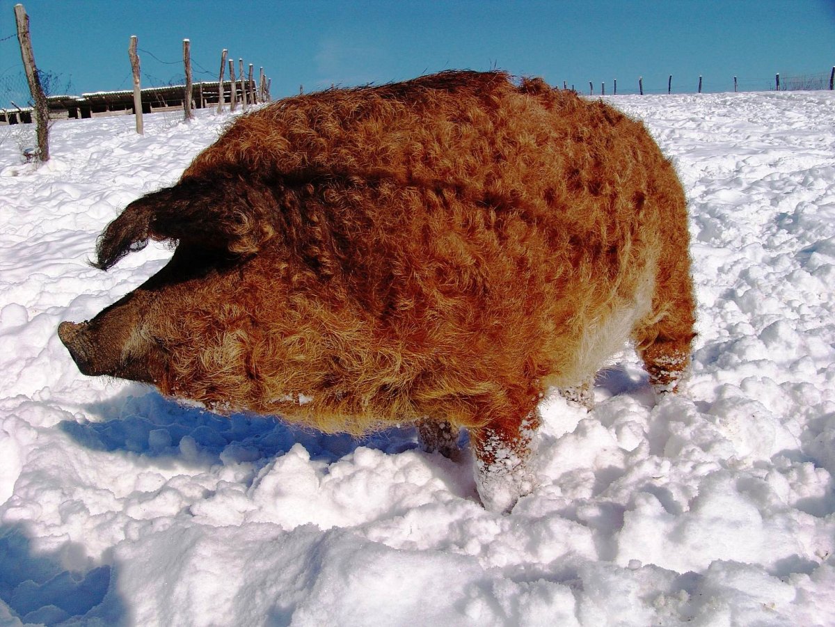 Венгерская пуховая мангалица