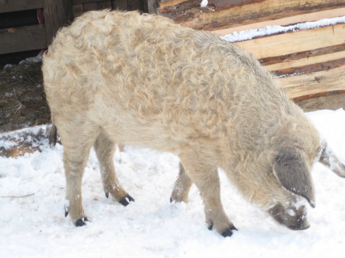 Pig Breed Mangalitsa