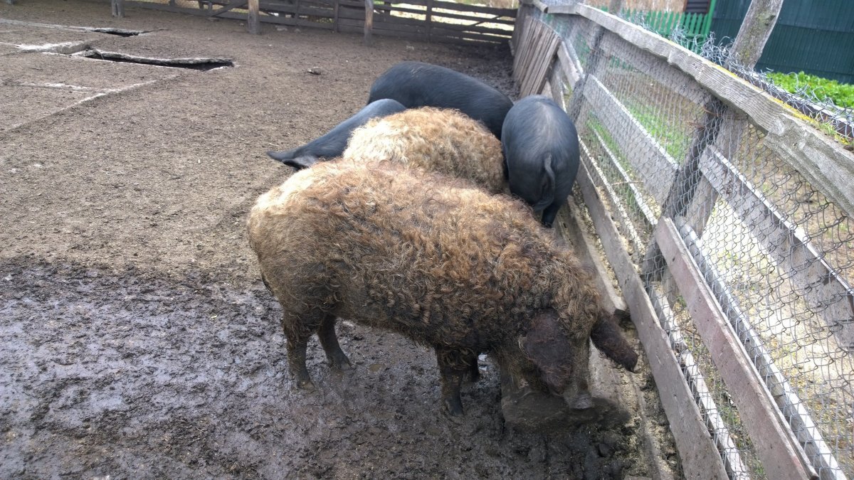 Венгерская мангалица