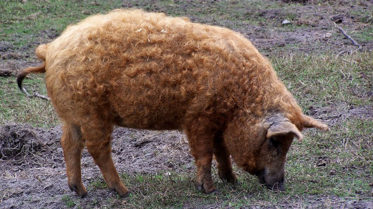 Мангалица порода