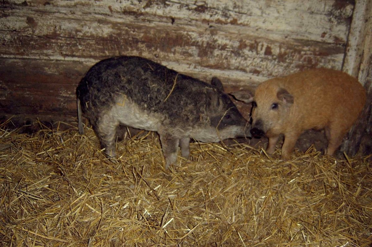 Венгерская мангалица поросята