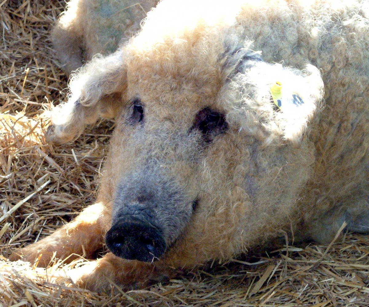 Венгерская мангалица