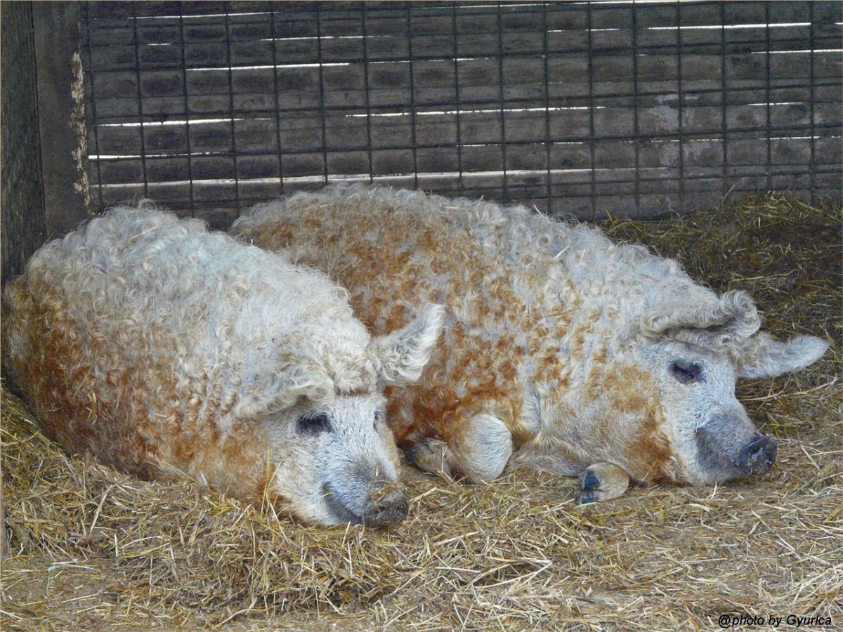 Венгерская мангалица