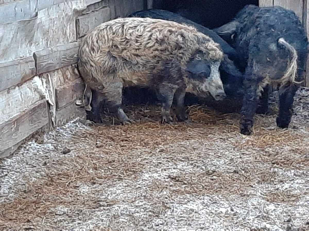 Венгерская мангалица красная