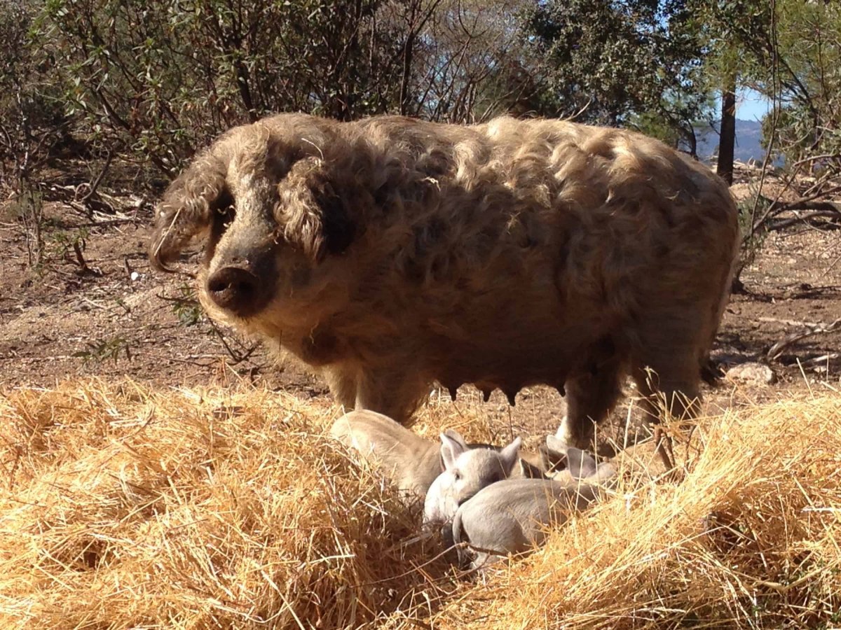 Мангалица Королевская