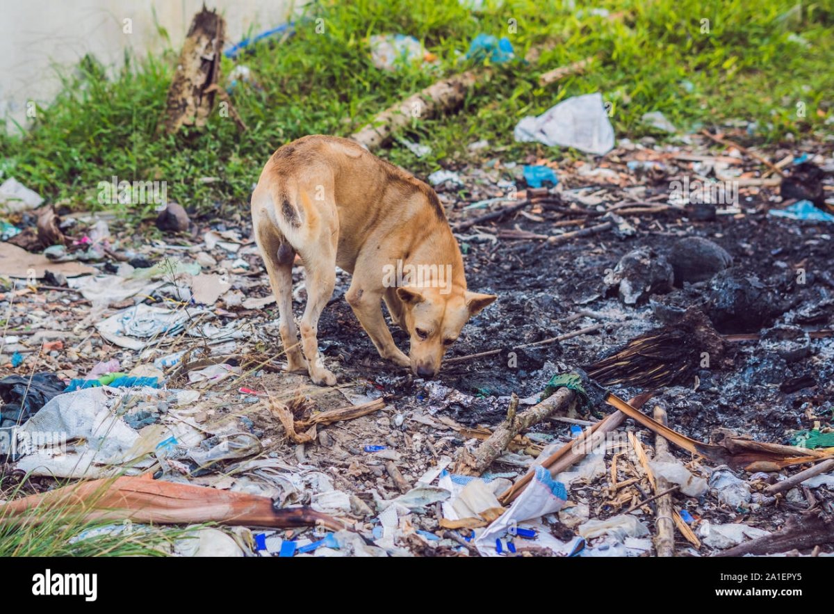 Лесные животные в мусоре