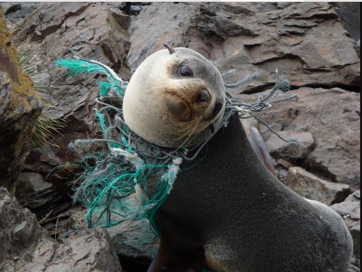 Загрязненная природа и животные