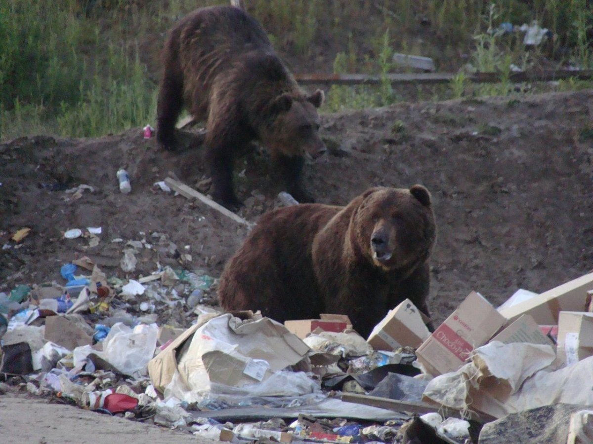 Енот в мусорке