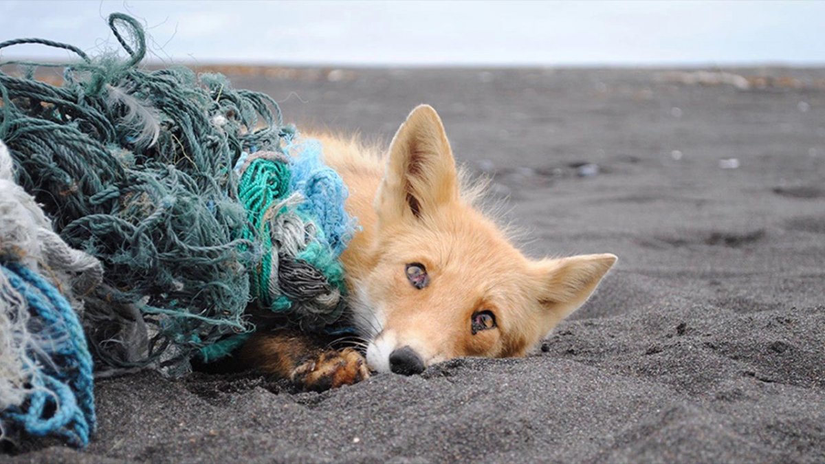 Гибель животных от мусора