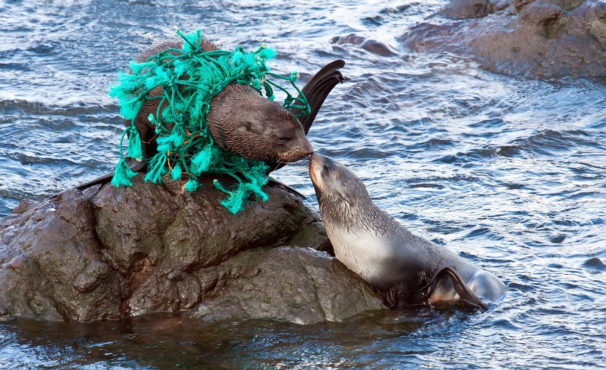 Географическое общество фотоконкурс