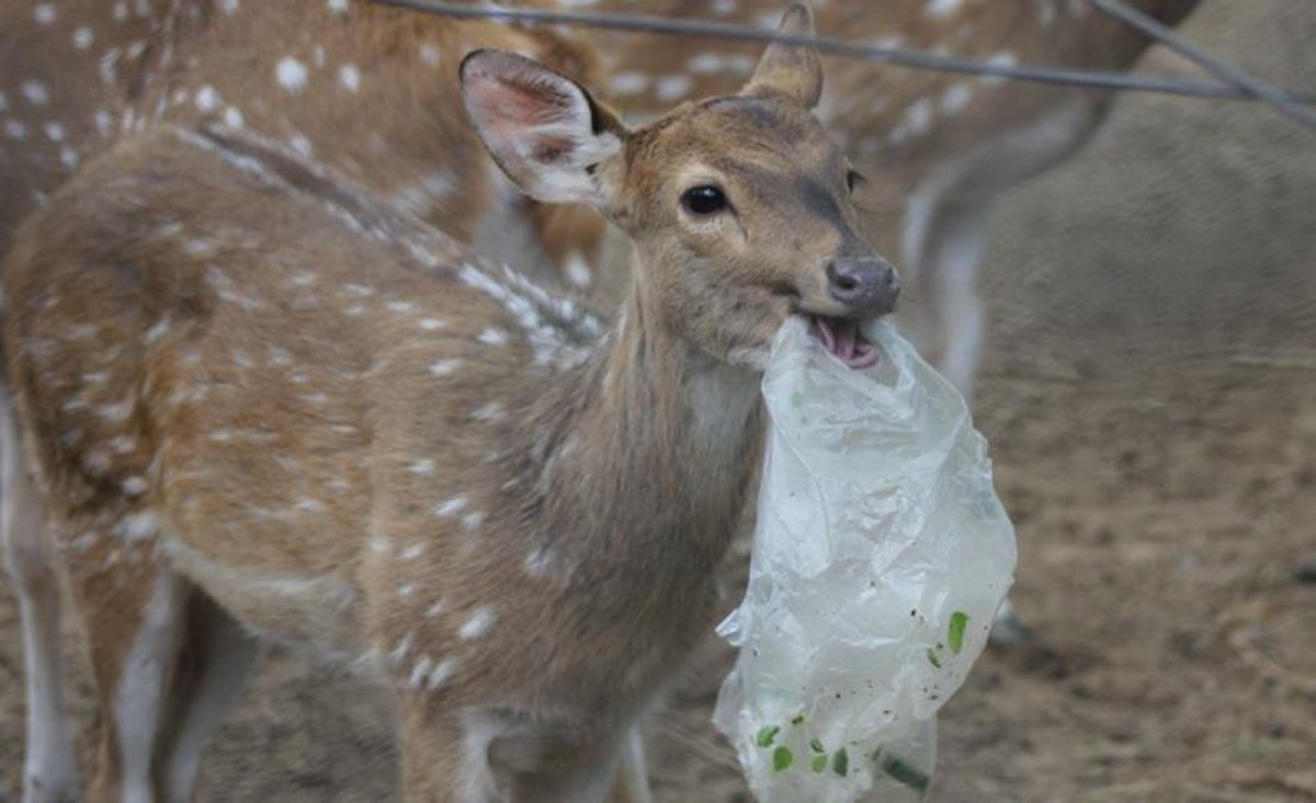 Остров Тюлений Сахалин