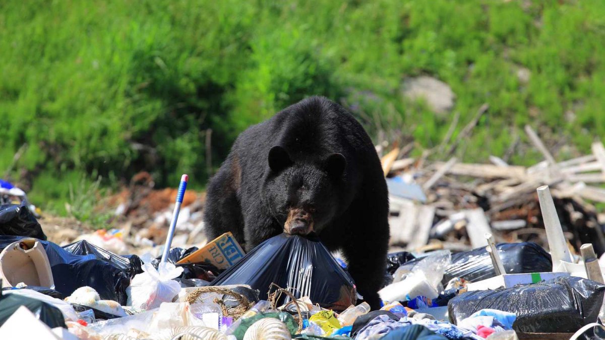 Морские животные и пластик