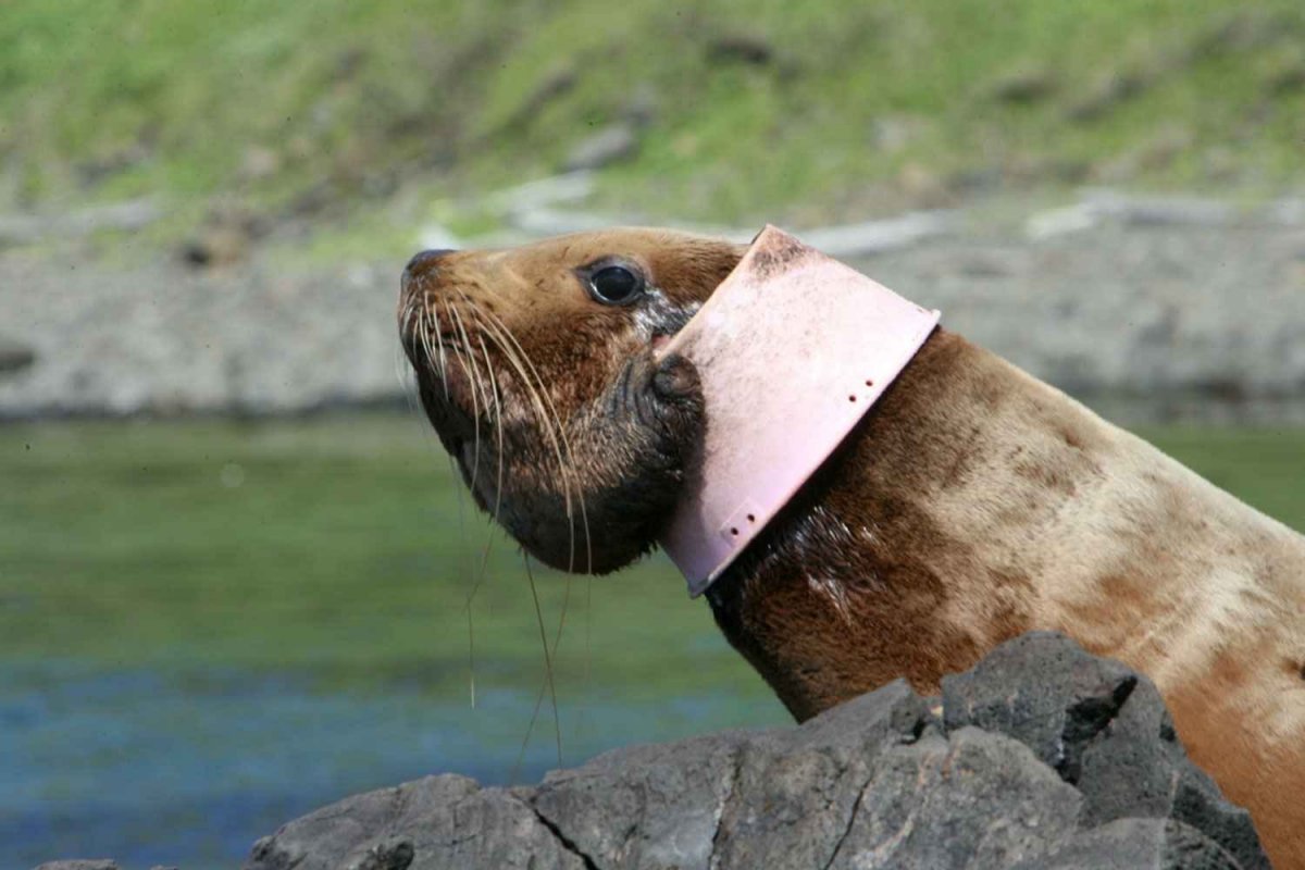 Пластик в природе