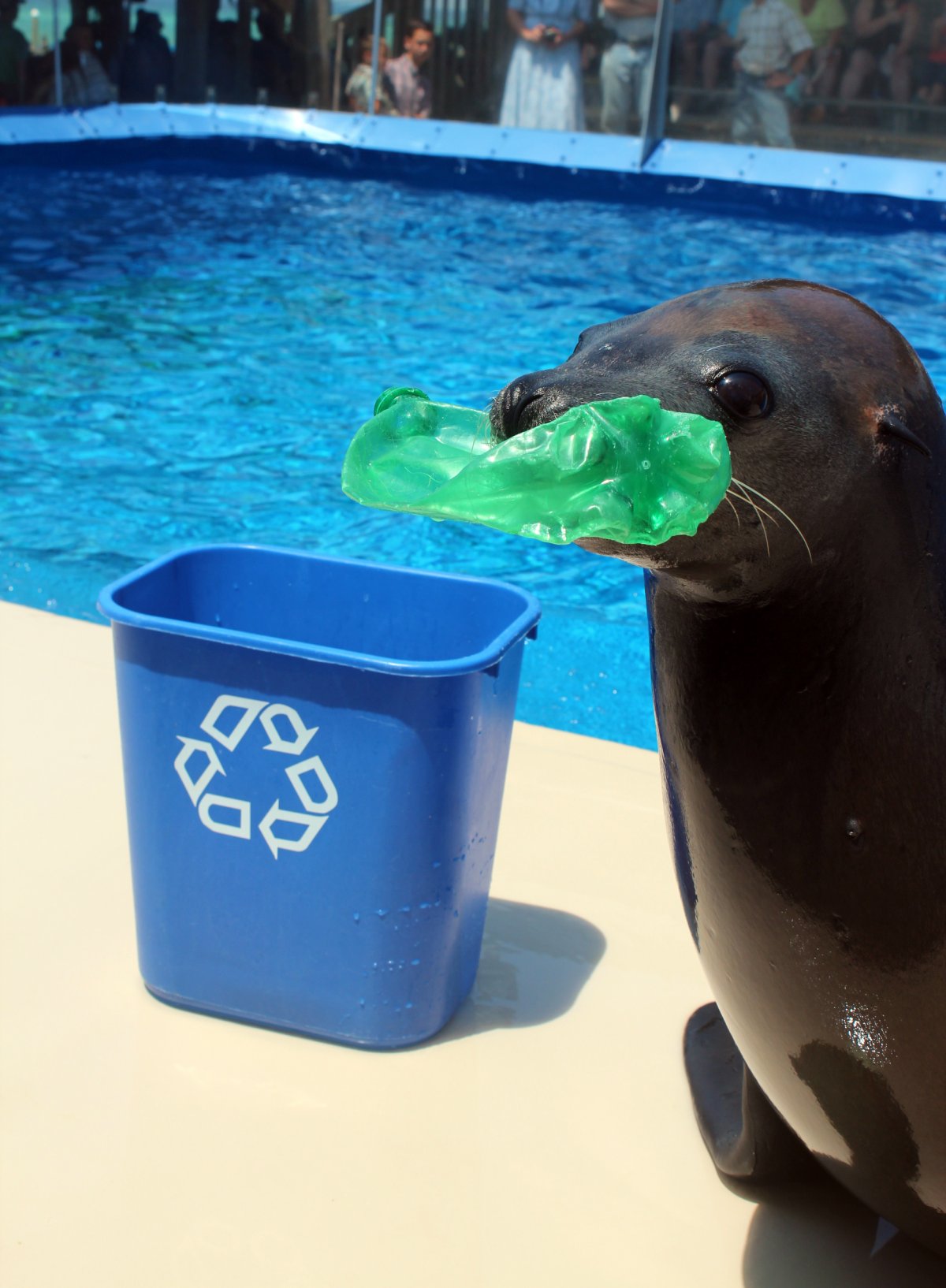 Морские обитатели в мусоре