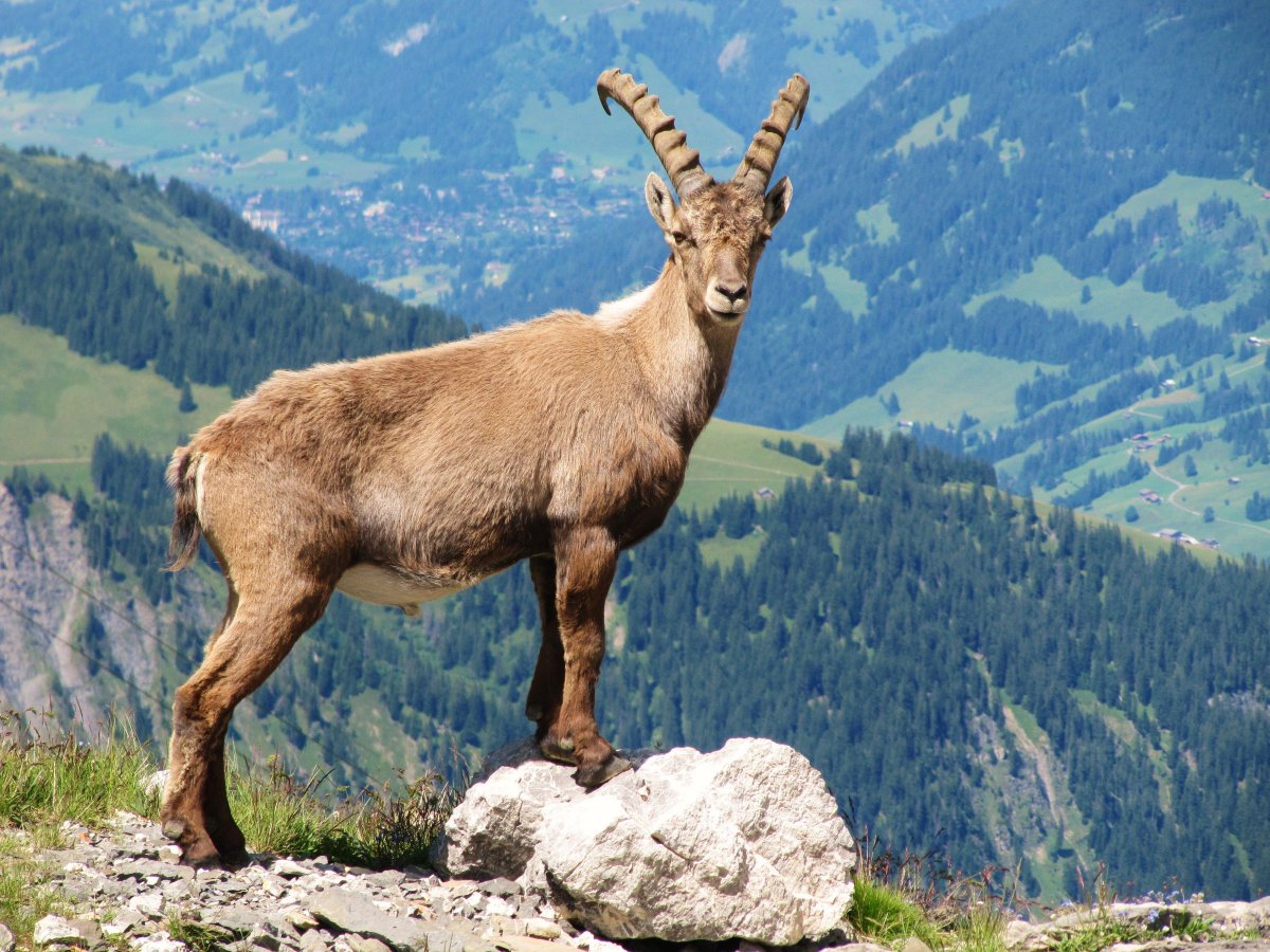 Животные Швейцарии