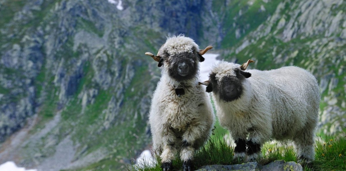 Черноносые овцы в Швейцарии