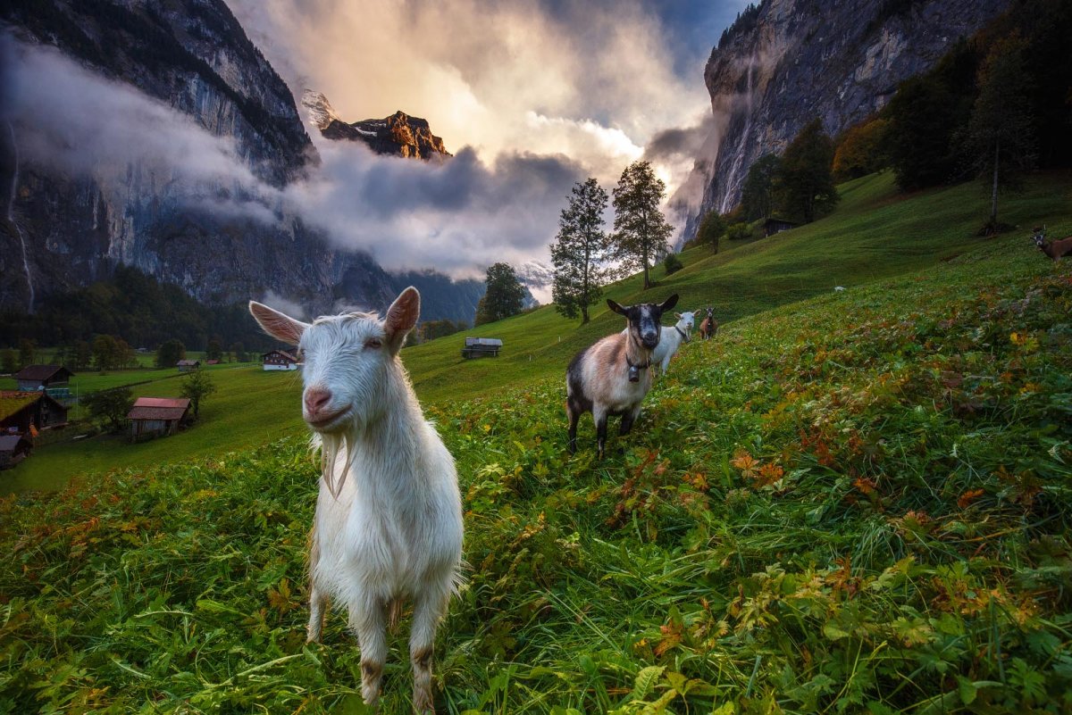 Природа Швейцарии животные