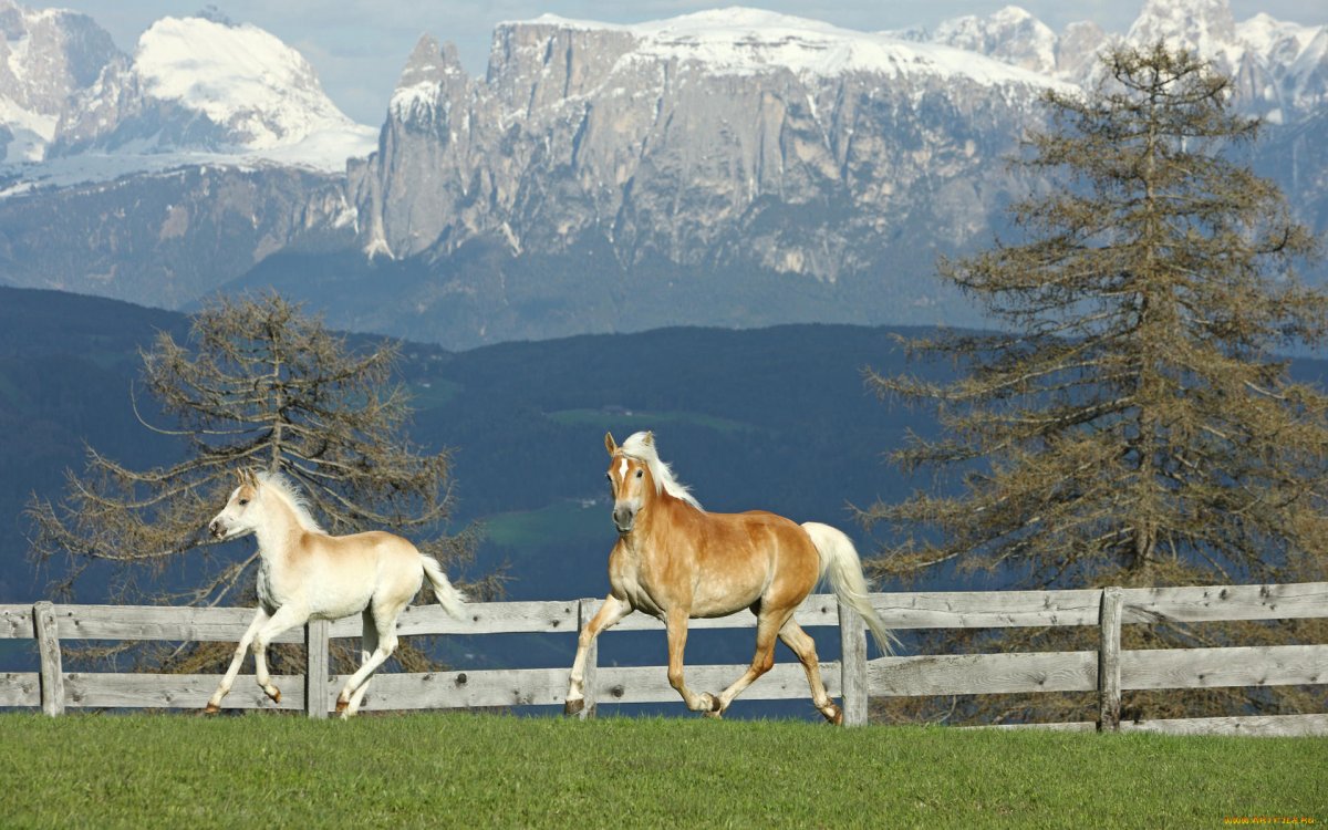 Лошади на фоне природы