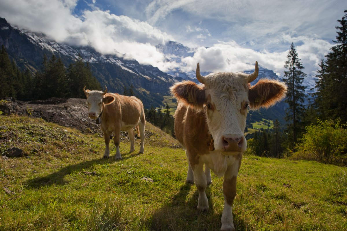 Швейцария коровы