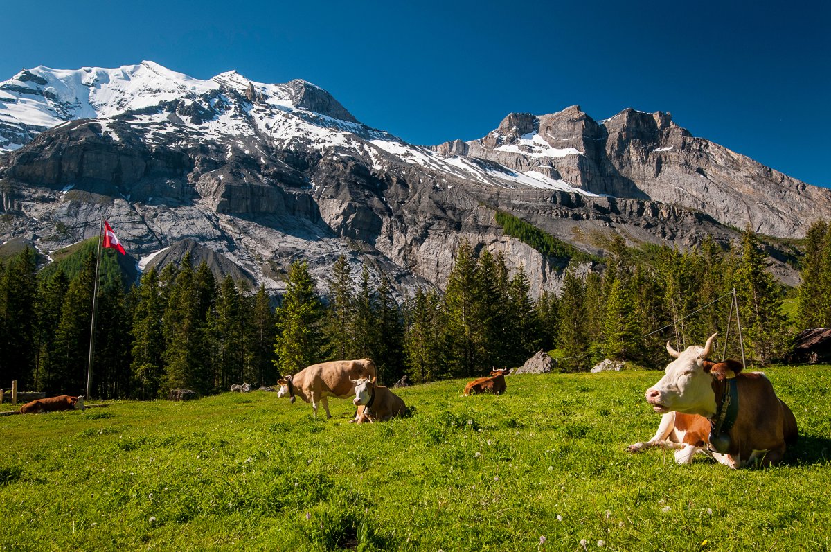 Альпийские Луга Швейцария