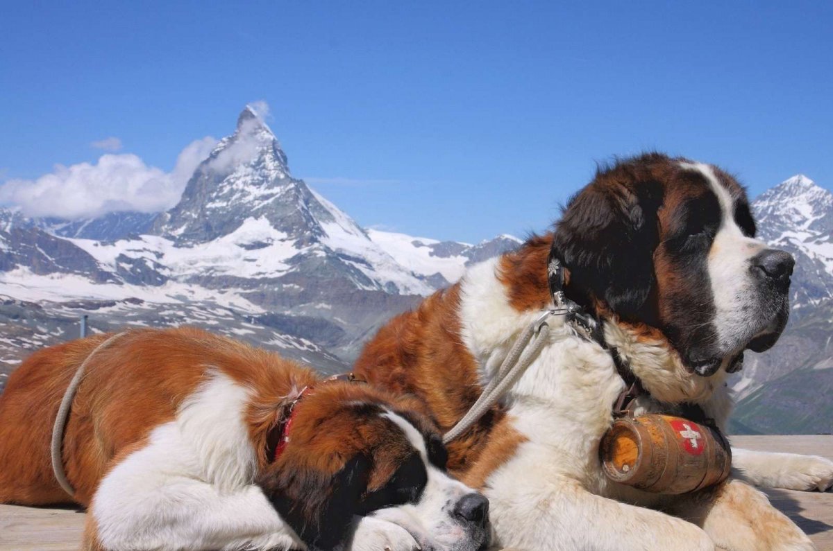 Тибетский Сенбернар