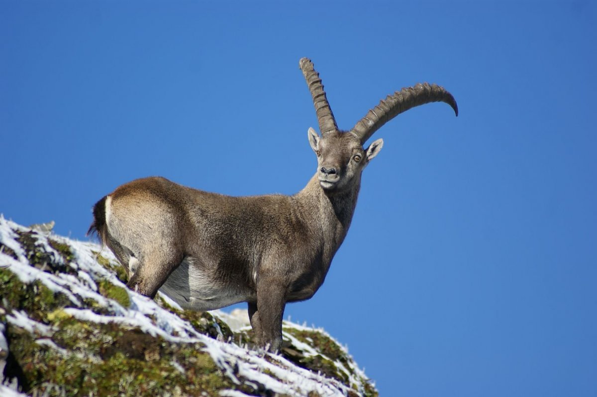 Фауна Швейцарии