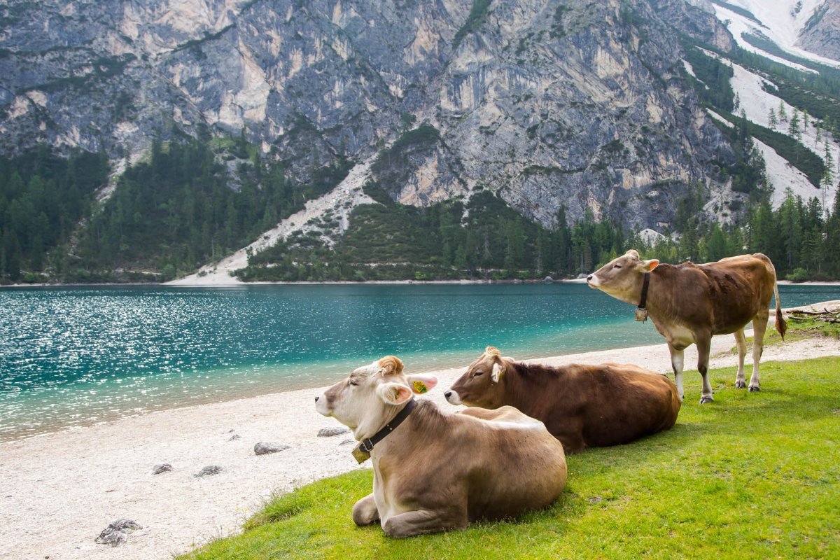 Альпы коровы Австрия