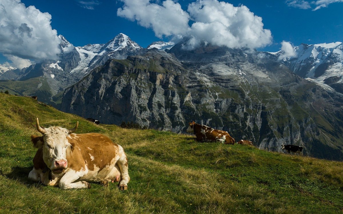 Швейцария коровы Луга