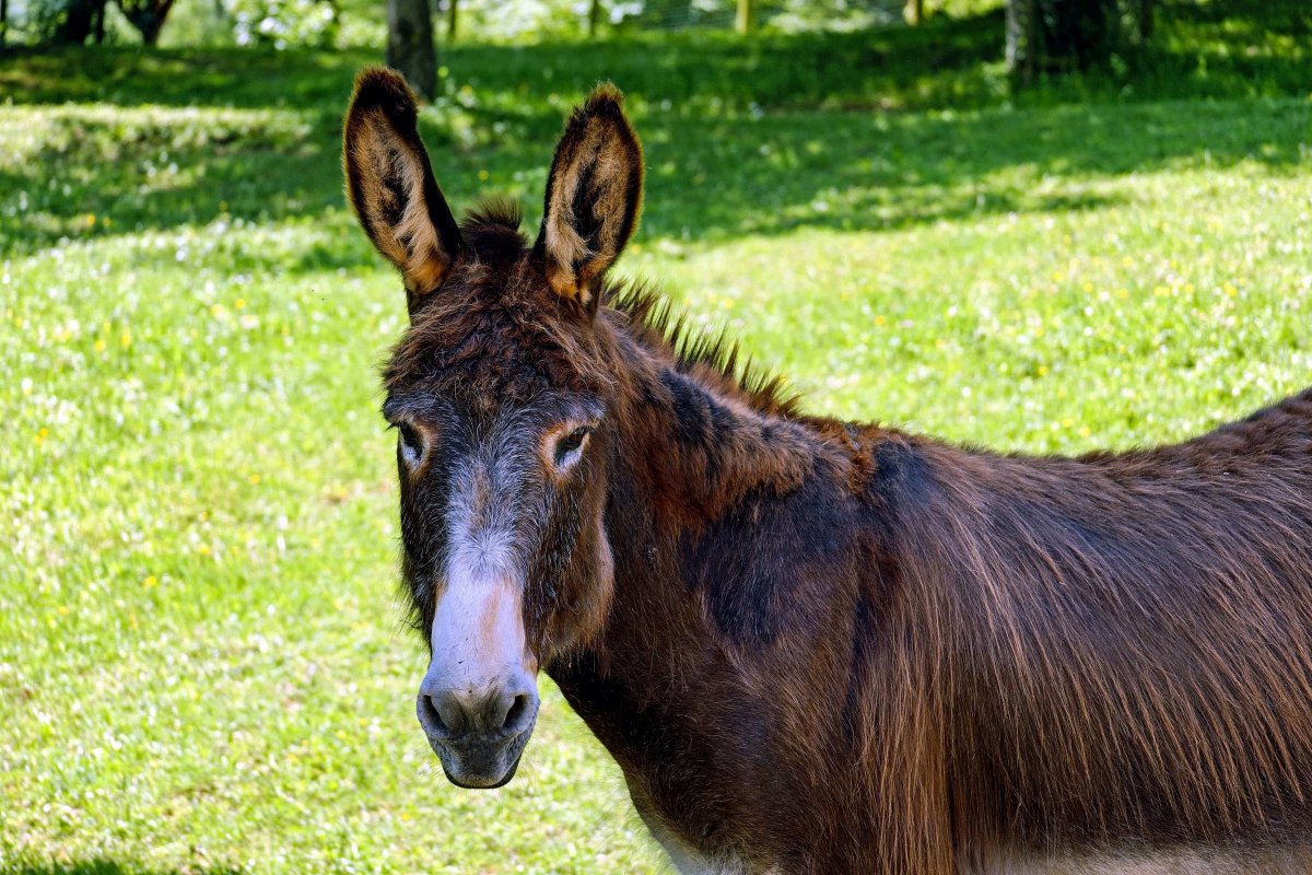 Осел мул и Лошак