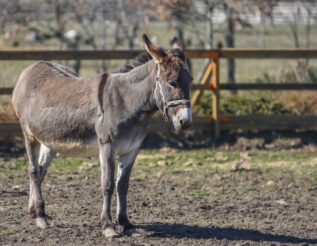 Мул и Лошак