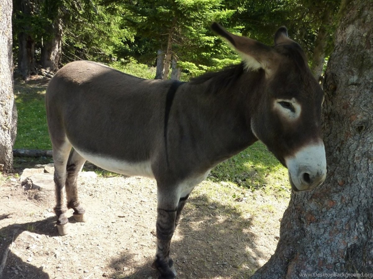 Парнокопытные осел