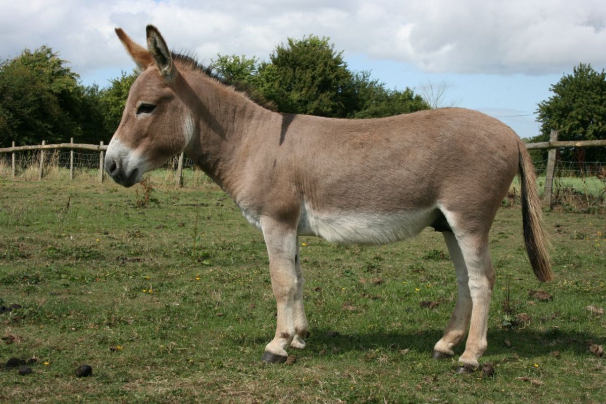 Андалузский мул