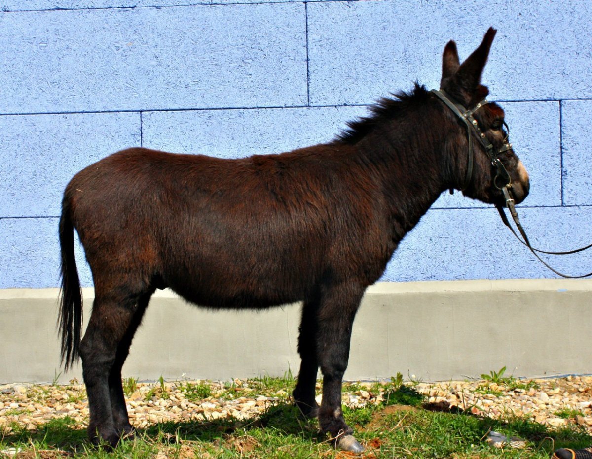 Мул и Лошак