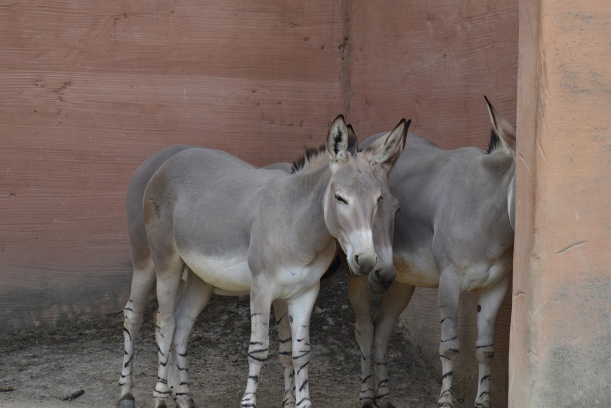 Зоопарк осёл