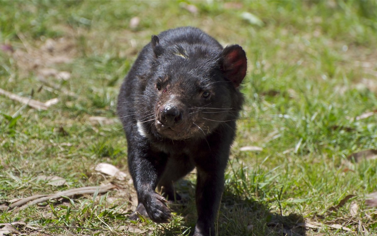 Тасманийский дьявол