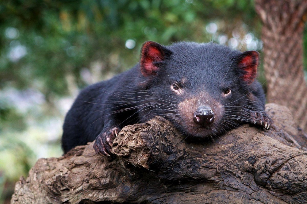 Тасманийский дьявол