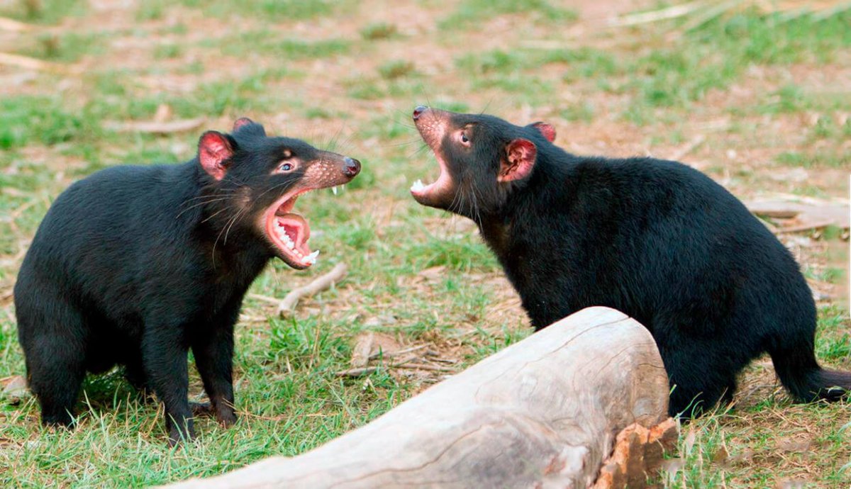 Тасманийский сумчатый дьявол