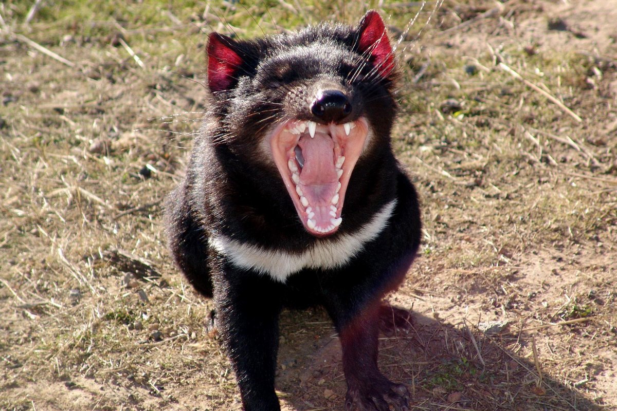 Дикие Тасманские дьяволы
