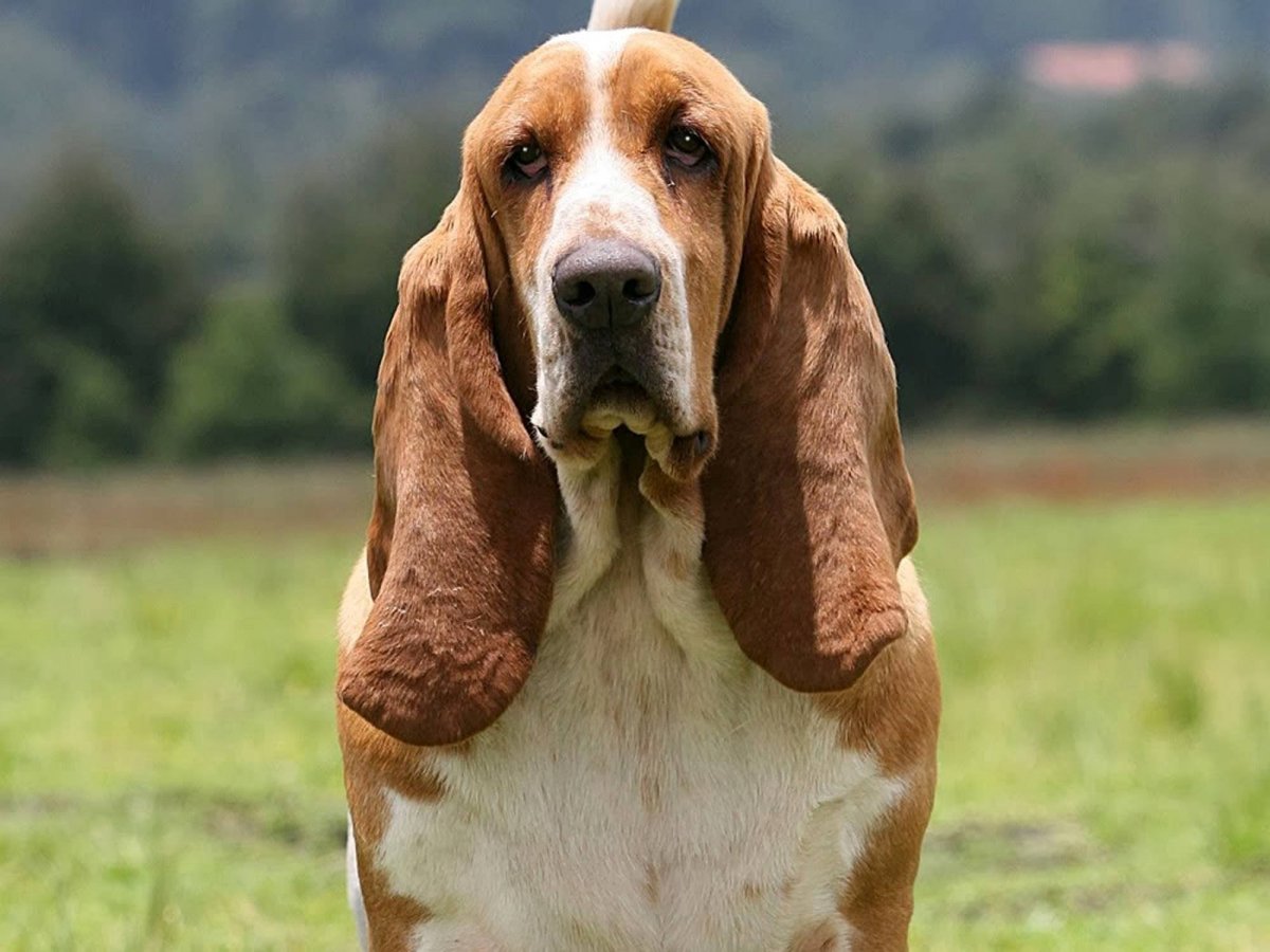 Бретонский Бассет Паскаль