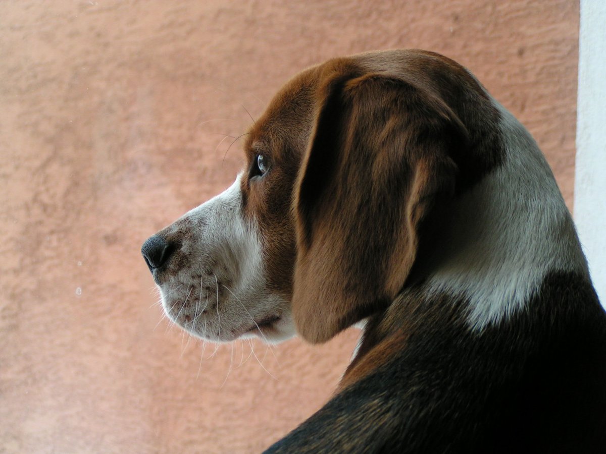 Дарк хаунд собака