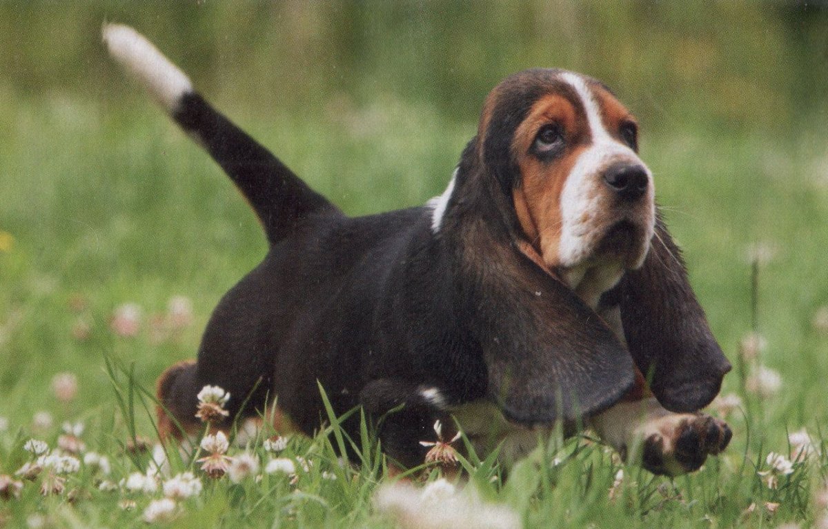 Бассет-хаунд фото щенок милые