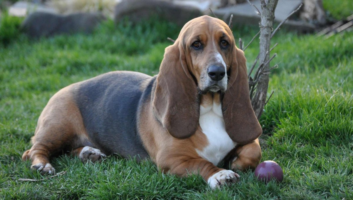 Гончая Артуа Бассет