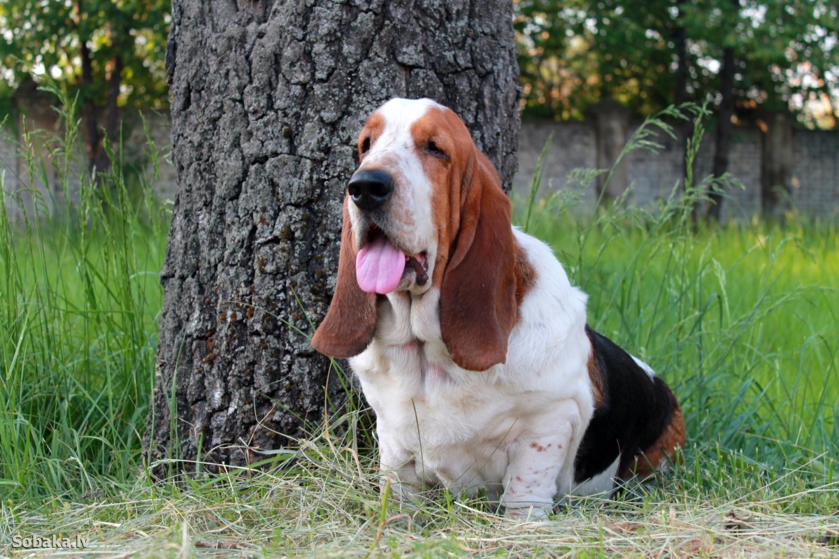 Бассет-хаунд щенок
