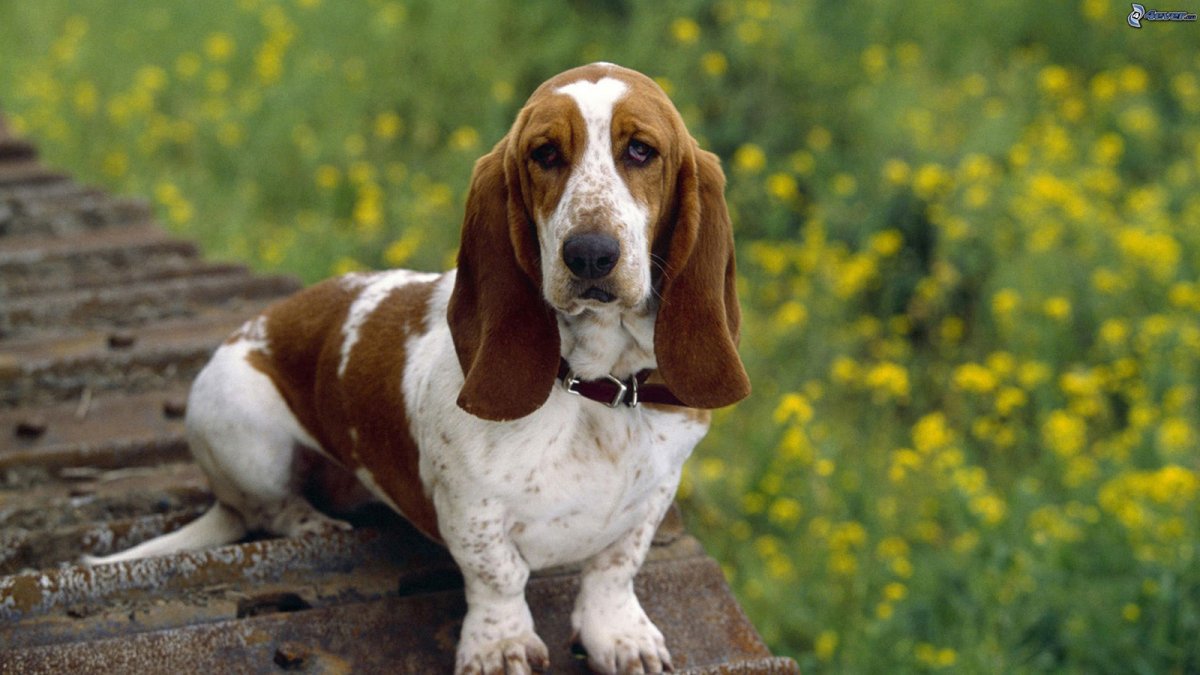 Гончая Артуа Бассет