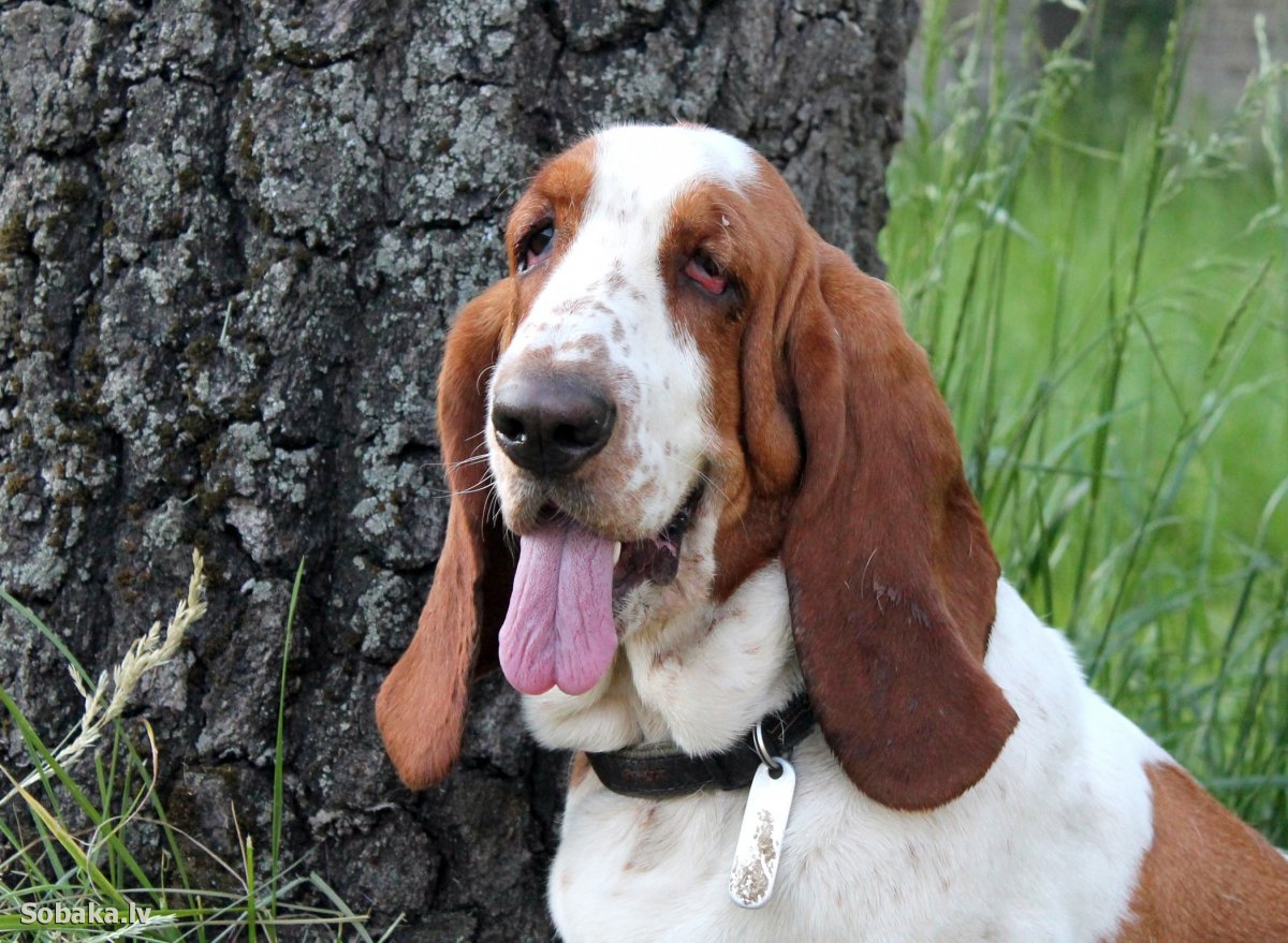 Порода собак Бассет хаунд