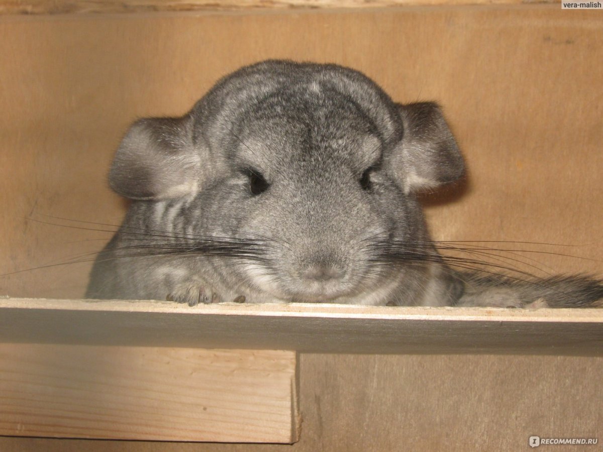 Абай шиншилла