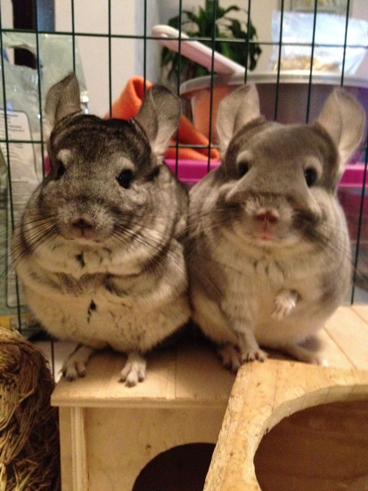 Смешные шиншиллы